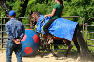 Challenge A La Carte: Untrained Horse Example Videos