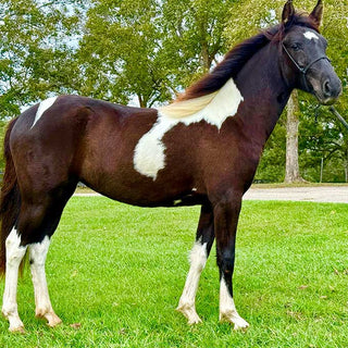 Brown and white horse standing on a grassy field with trees in the background