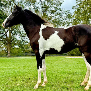 Brown and white horse standing on a grassy field with trees in the background