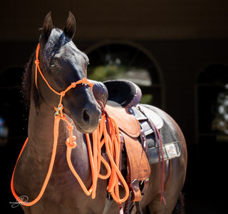 Image of the MG halter, lead rope, and reins full set in orange - a stylish and functional equestrian ensemble. Enhance your horsemanship with this sleek and reliable equipment from Michael Gascon.