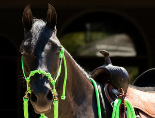 Full set of MG halter, lead rope, and reins in green, showcasing equestrian equipment designed by Michael Gascon.