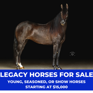Promotional image showcasing Legacy horses for sale, including young, seasoned, and show horses, with prices starting at $15,000. Explore the diverse options and find your perfect equine partner.