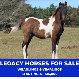 Promotional image showcasing Legacy horses for sale, including weanlings and yearlings, with prices starting at $15,000. Explore the elegance and potential of these exceptional equine companions.