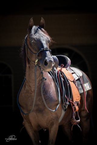 Image of the MG halter, lead rope, and reins full set in black - a stylish and functional equestrian ensemble. Enhance your horsemanship with this sleek and reliable equipment from Michael Gascon.