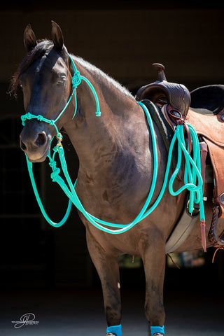 Image of an elegant horse adorned with the MG aqua lead rope, halter and reins, showcasing a stylish and sophisticated equestrian look.
