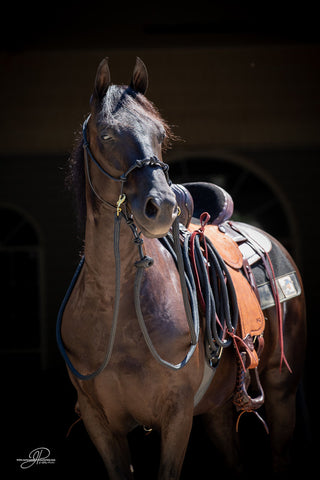 Image of the MG halter, lead rope, and reins full set in black - a stylish and functional equestrian ensemble. Enhance your horsemanship with this sleek and reliable equipment from Michael Gascon.