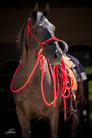 Image of the MG halter, lead rope, and reins full set in orange - a stylish and functional equestrian ensemble. Enhance your horsemanship with this sleek and reliable equipment from Michael Gascon.